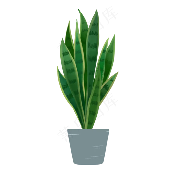 手绘常绿植物盆栽虎皮兰,免抠元素