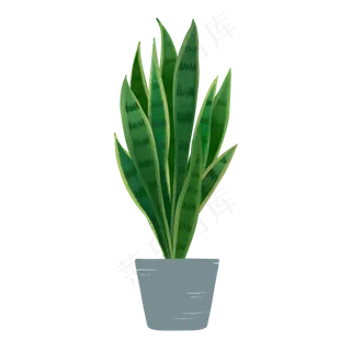手绘常绿植物盆栽虎皮兰,免抠元素