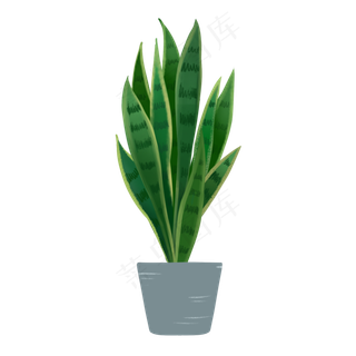 手绘常绿植物盆栽虎皮兰,免抠元素 手绘常绿植物盆栽虎皮兰,免抠元素