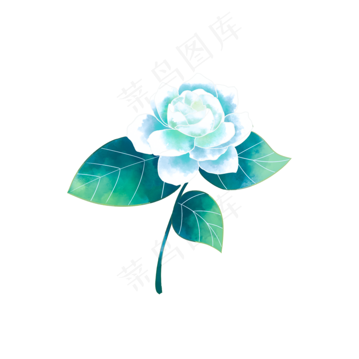 手绘白色茉莉花