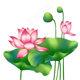 春季荷花莲花两莲花绿色莲蓬,免抠元素