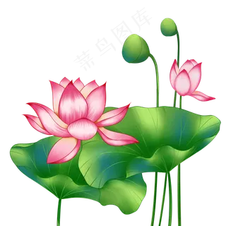 春季荷花莲花两莲花绿色莲蓬,免抠元素
