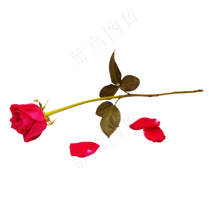 玫瑰花枝(3000X3000)
