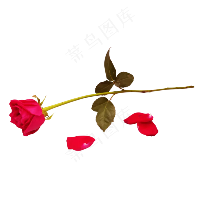 玫瑰花枝(3000X3000)