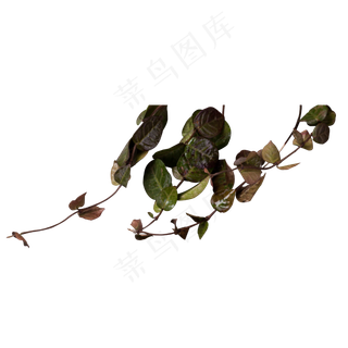 实拍绿色水果叶子