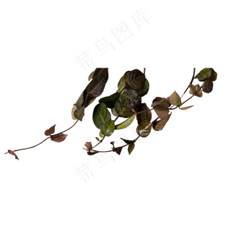 实拍绿色水果叶子