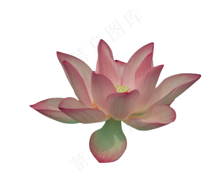 夏季荷花(1328X1161(DPI:300))psd模版下载