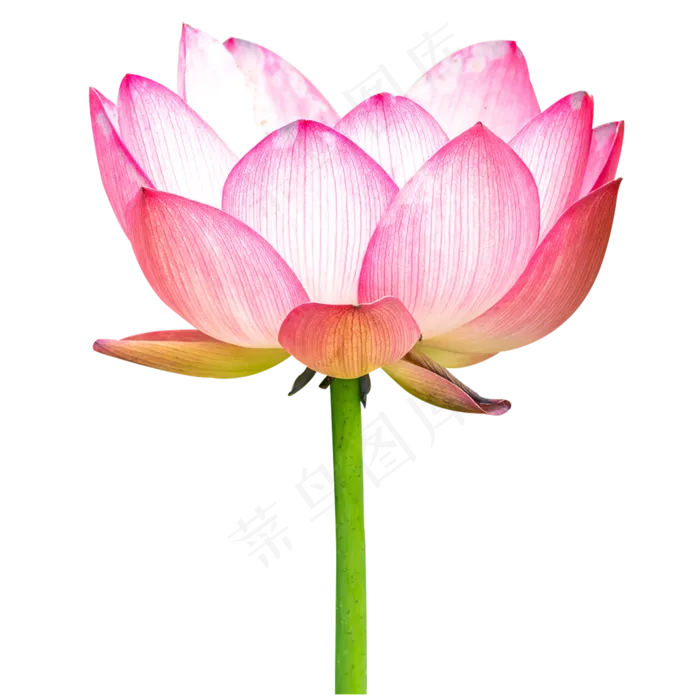 植物类荷花(2000*2000px 300 dpi )