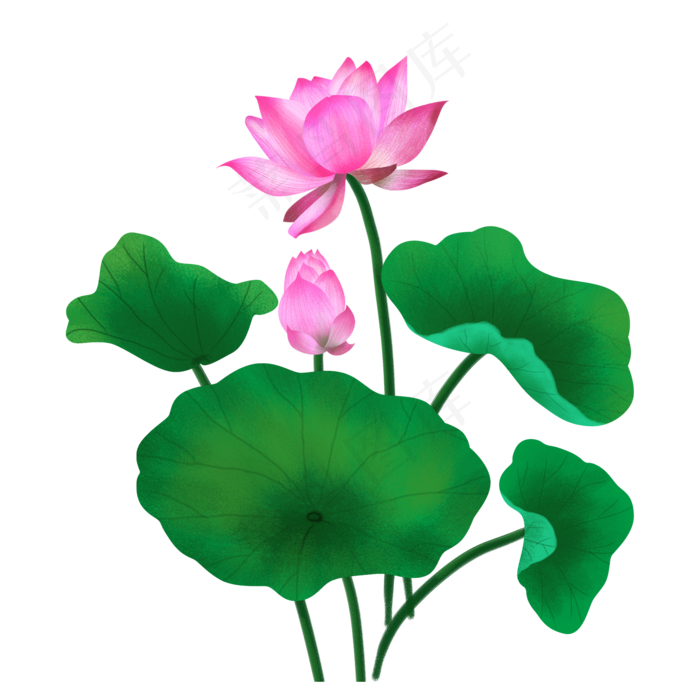 粉色荷花和绿色荷叶,免抠元素(2000*2000px 300 dpi )psd模版下载