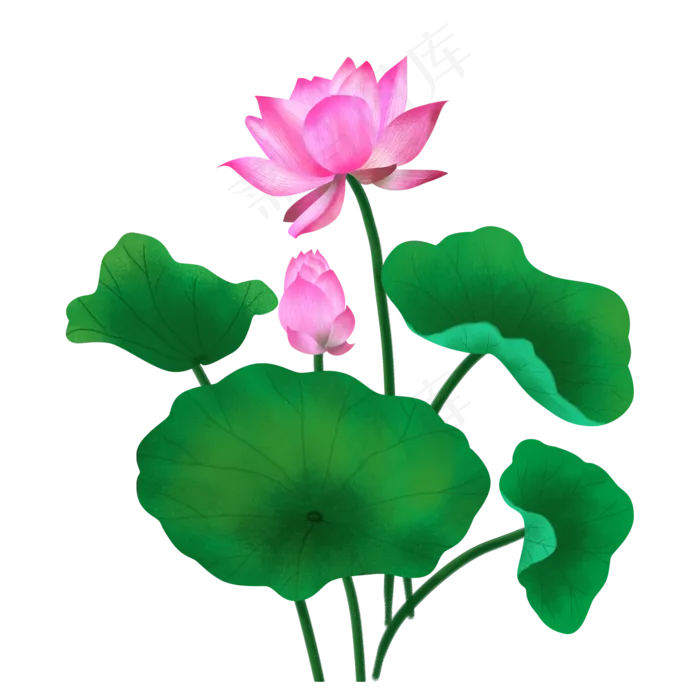粉色荷花和绿色荷叶,免抠元素