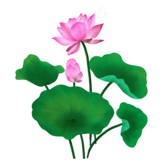 粉色荷花和绿色荷叶,免抠元素 粉色荷花和绿色荷叶,免抠元素
