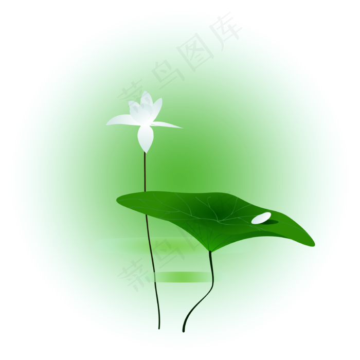 夏日荷花清新精美