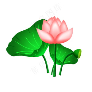 粉色荷花荷叶
