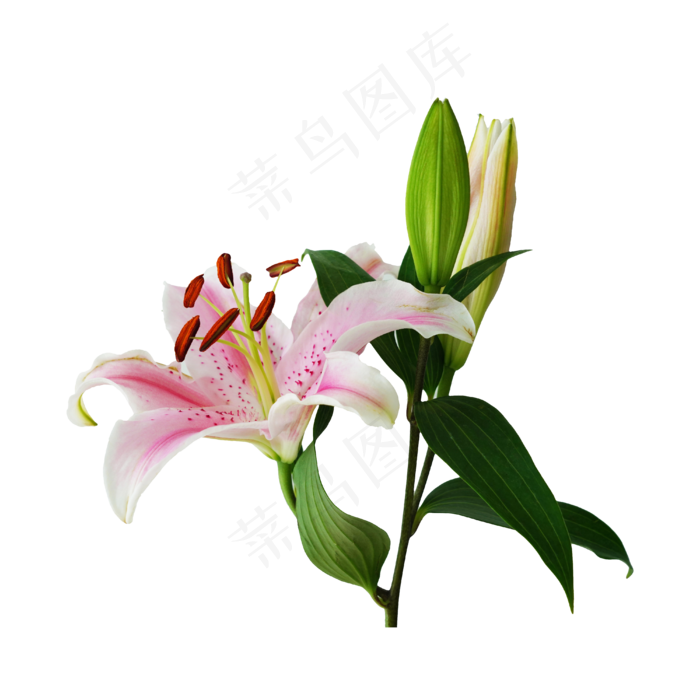 植物百合花,免抠元素(4000*4000px 300 dpi )