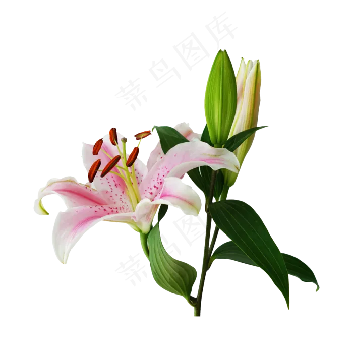 植物百合花,免抠元素(4000*4000px 300 dpi )