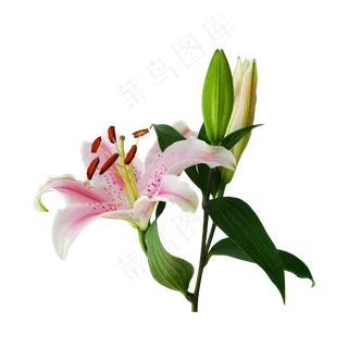 植物百合花,免抠元素