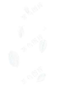 白色花瓣图片,免抠元素