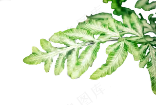 一只绿葱葱的美丽树枝