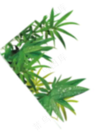 端午节绿色叶子