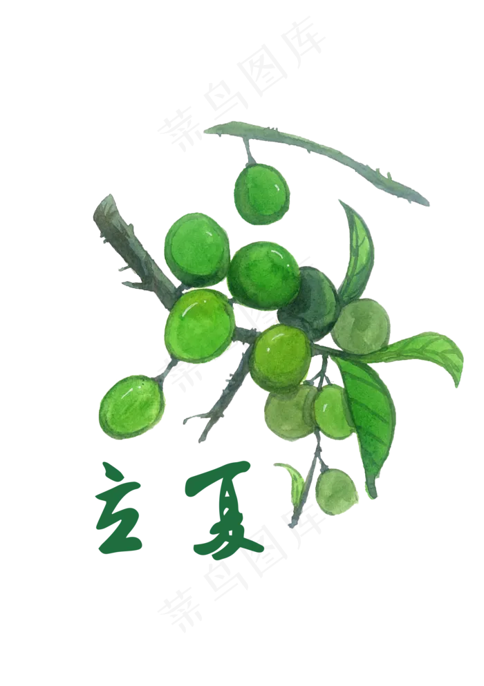 立夏植物青色果实节气农历PNG,免抠元素(1748X2480(DPI:300))psd模版下载
