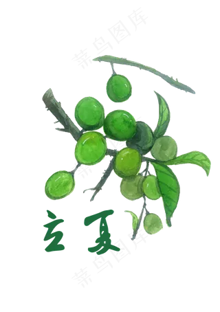 立夏植物青色果实节气农历PNG,免抠元素