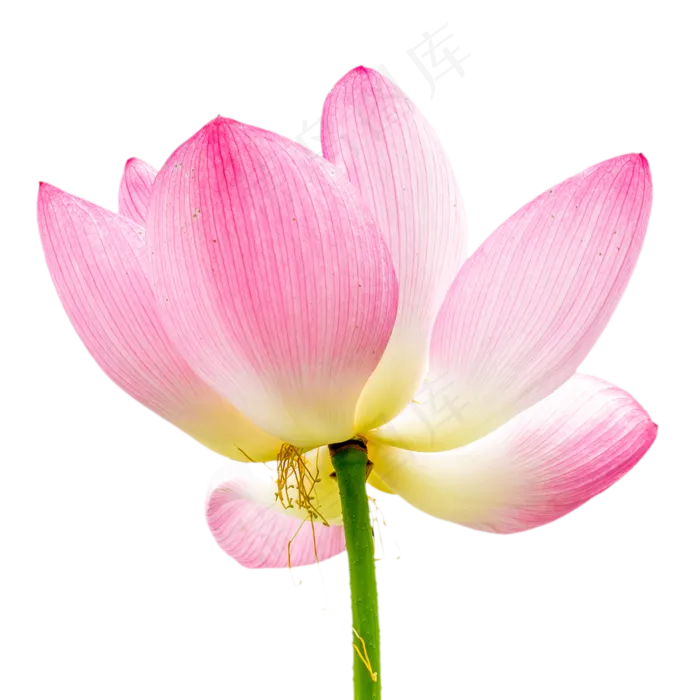 植物荷花(2000*2000px 300 dpi )