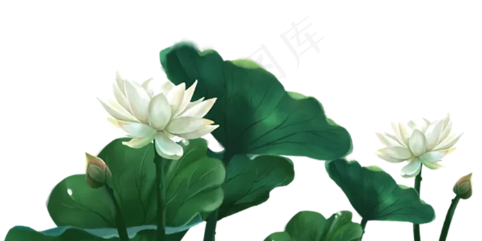 荷花荷叶(2000X999(DPI:300))psd模版下载