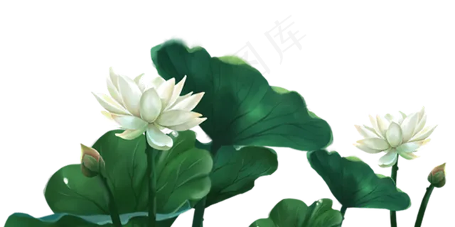 荷花荷叶 荷花荷叶