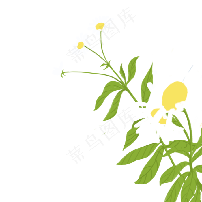 美丽白色花朵下载