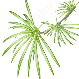 三月绿色清爽树叶