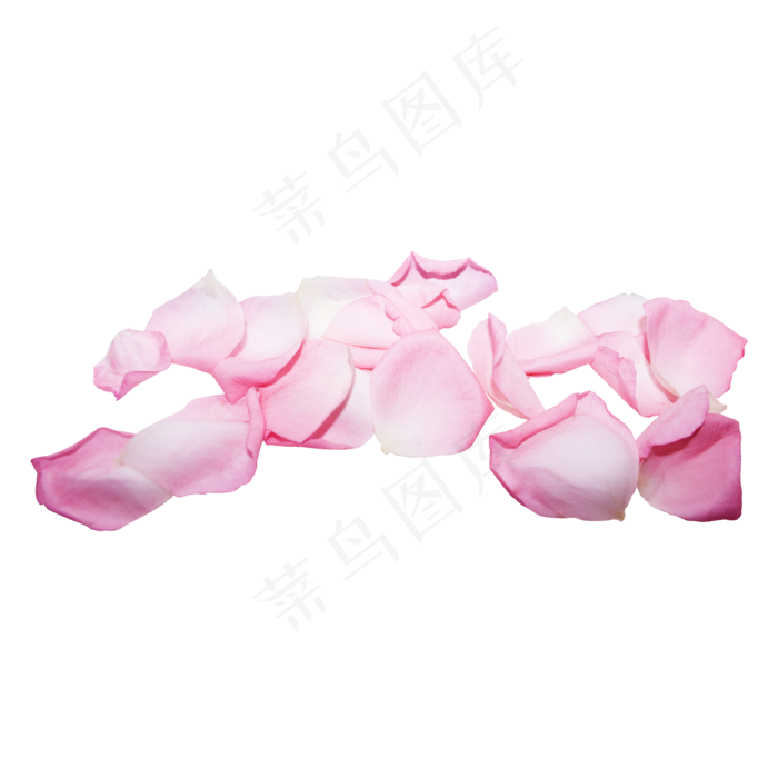 粉红色玫瑰花瓣(2000X2000(DPI:300))