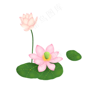 荷花花蕾荷叶粉色卡通