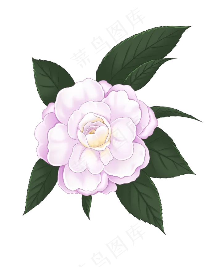山茶花花卉(3071X3780(DPI:300))psd模版下载