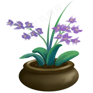 兰花盆盆栽兰花君子兰观赏花