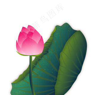 荷花红色荷花微卷莲叶