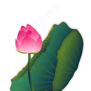 荷花红色荷花微卷莲叶