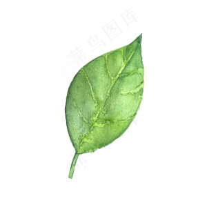 手绘水彩一片绿叶