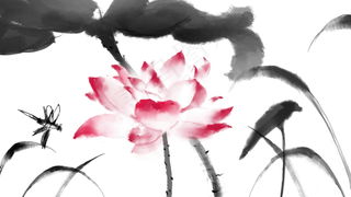 荷花莲花