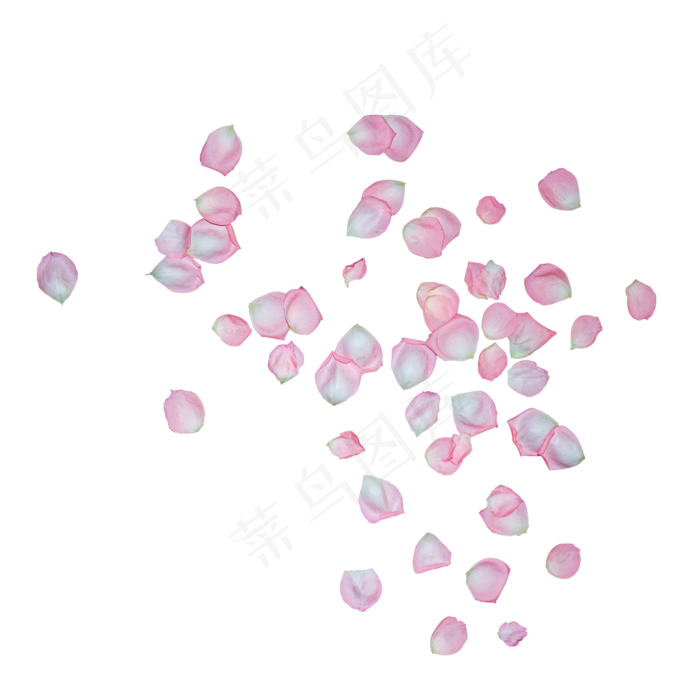 一片淡粉色玫瑰花瓣