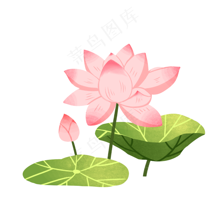 粉色荷花插画