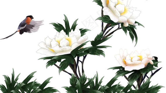 白牡丹花鸟,免抠元素