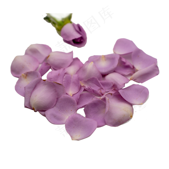 紫色玫瑰花瓣(2000*2000px 300 dpi )