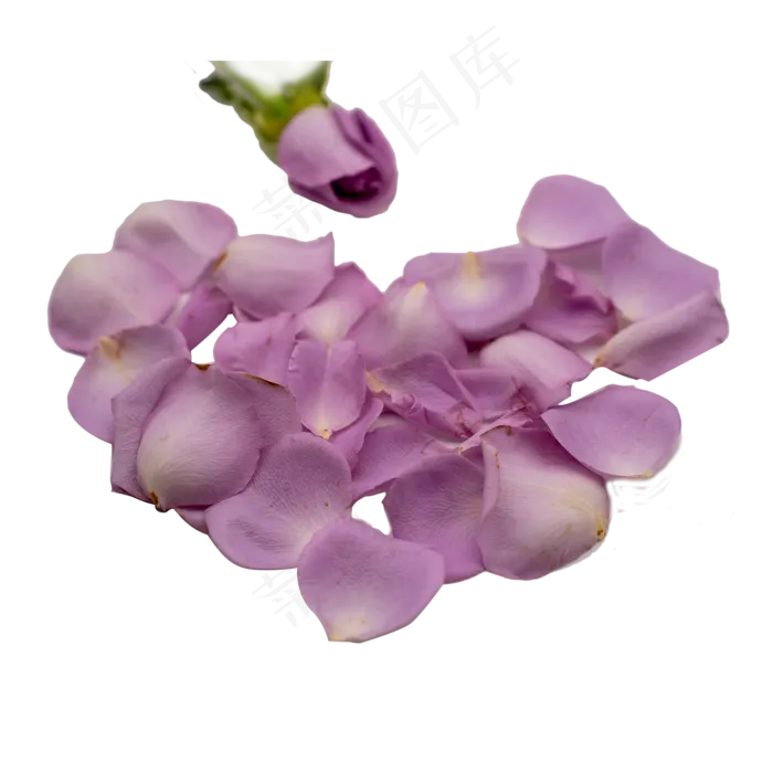 紫色玫瑰花瓣(2000*2000px 300 dpi )