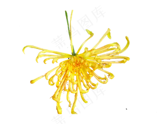 观赏花秋菊,免抠元素