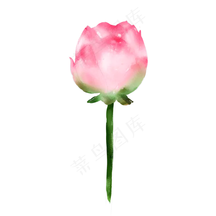 夏日清新水彩粉色未开荷花(2000X2000(DPI:300))psd模版下载