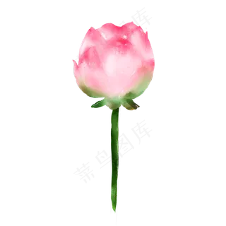 夏日清新水彩粉色未开荷花