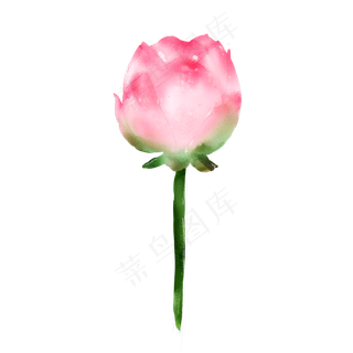 夏日清新水彩粉色未开荷花