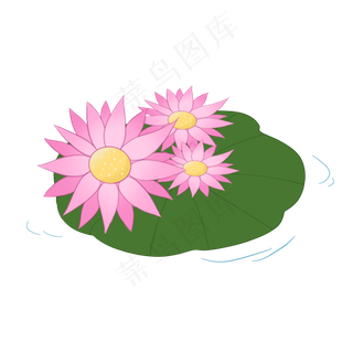 可爱植物夏日荷花