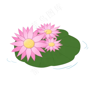 可爱植物夏日荷花