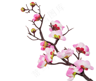 粉色梅花花开
